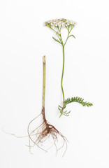 Root and flowering medicinal plants yarrow on a white background