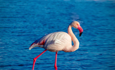 Wild african birds. One bird of pink african flamingo  walking around the lagoon and looking for food