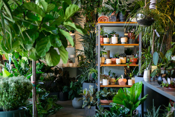 Modern plant store with planter pots on shelf for sale