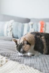 Cute calico cat with green eyes on modern bed in millennial studio apartment, copy space