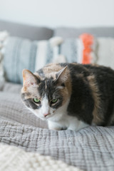 Cute calico cat with green eyes on modern bed in millennial studio apartment, copy space