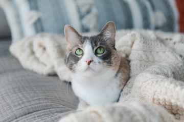 Close up of cute calico cat with green eyes wrapped in blanket, copy space