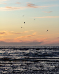 Fototapeta na wymiar Birds flying over the Baltic sea during sunset in Latvia