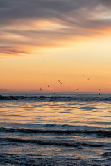 Obraz premium Birds flying over the Baltic sea during sunset in Latvia