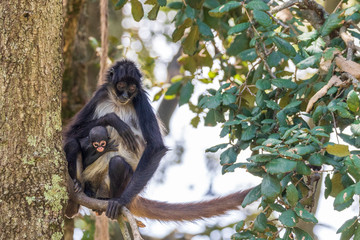 Spider monkey mom with his child