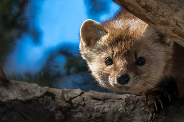 American Marten - Martes americana, peeking between two branches of a pine tree.