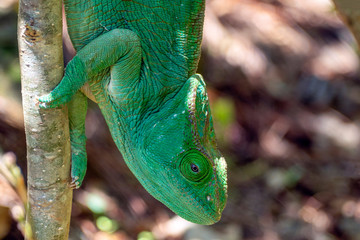 Green Chameleon 
