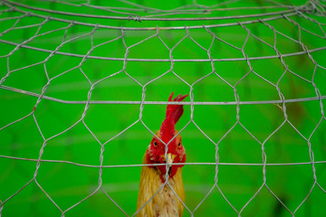 Caged rooster, Cambodia