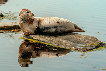 Fototapeta premium Adult grey seal (Halichoerus grypus), Marine mammal wildlife classic pose portrait image.