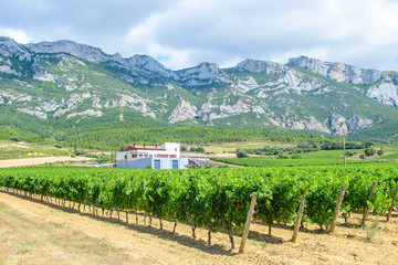 Fototapeta na wymiar grapevine fields of la rioja, Spain