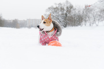 Dog wearing warm hooded coat with fur collar and polka-dot pattern