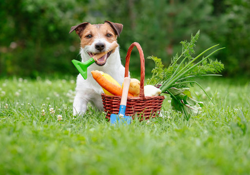 Funny Thanksgiving Concept With Dog And Fresh Harvest Of Vegetables