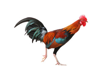 Rooster walking isolated on white background.