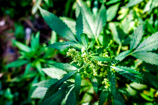 Cannabis grows wild in the summer, marijuana plants grow one near one as big green field