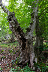 Romantic Nature with old big Trees about River Sazava in Central Czech