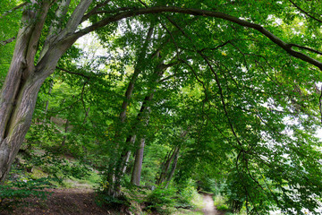 Romantic solitude Path with old big Trees about River Sazava in Central Czech