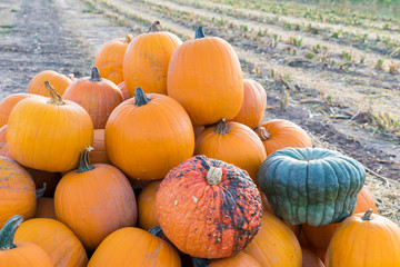heap orange pumpkins in meadow, field