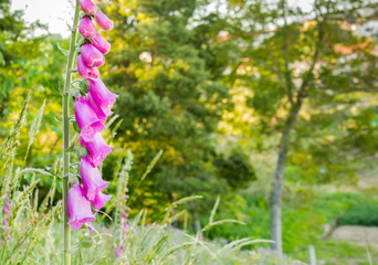  foxglove plant digitalis purpurea © David Jalda