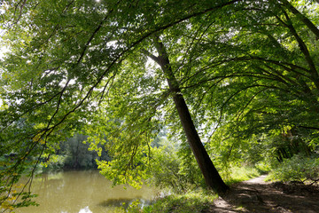 Obraz premium Romantic solitude Path with old big Trees about River Sazava in Central Czech