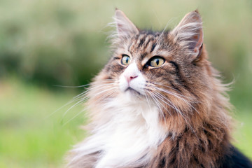 Naklejka na ściany i meble closeup of a beautiful norwegian forest cat sitting outdoor. he gazes far into the distance.