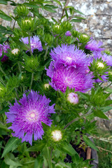 Pot of white centered purple flowers of the hardy perennial Soke's Aster  'Purple Parasols',...