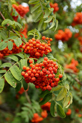 bunches of ripe Rowan close-up. Blurry focus