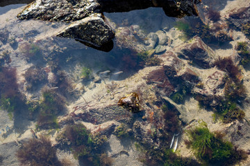 Shoal of small fish in a rock pool in Broad Haven Pembrokeshire