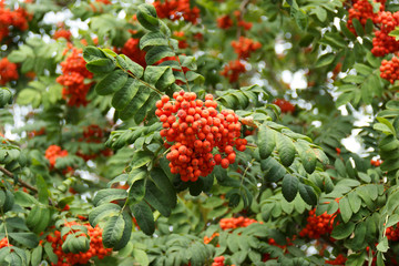 The Rowan Bush in daylight, autumn day