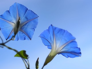 Fototapeta na wymiar 青いアサガオの花