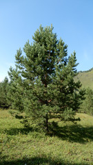 young pines on the Tolgoek plateau in the Altai mountains