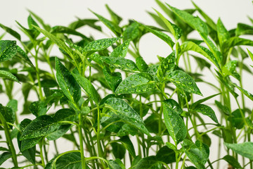 Closeup view of fresh young green seedlings of paprika pepper vegetables isolated on white...