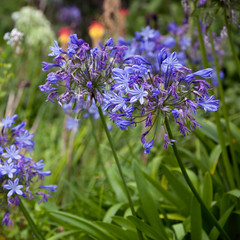 Vivid Blue Agapanthus (africanus) past its best