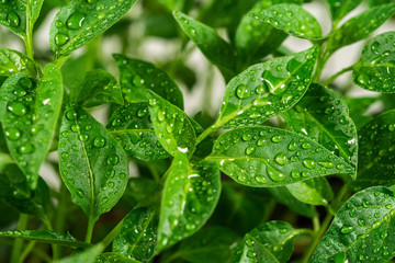 Closeup view of fresh young green seedlings of paprika pepper vegetables isolated on white...