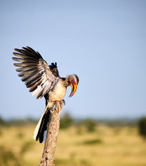 Southern yellow billed hornbill Tockus leucomelas adult with wings fully spread displaying standing on dead tree stub in dry bush