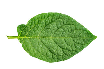 Fototapeta na wymiar potato leaf clipping path