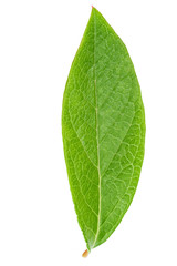 Obraz premium Blueberry leaf clipping path