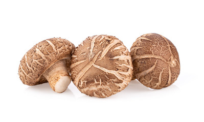 Shitake mushroom on white background full depth of field