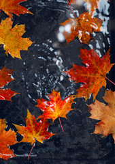 Beautiful autumn bright atmosphere image. vivid autumn maple leaves on black water backdrop. fall season background concept. autumn rainy day. shallow depth. close up. soft selective focus