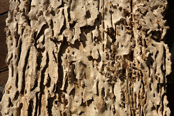 Woods were damage by termite texture pattern background.