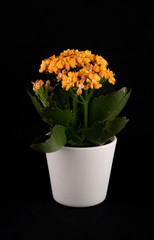 Orange Kalanchoa in white pot on black background
