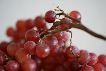 Fototapeta premium Weintrauben, rot