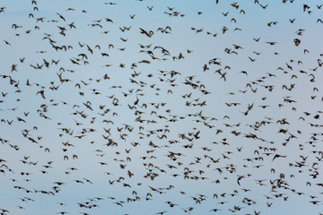 Swarm of migrating starlings