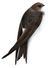 アマツバメのイラスト