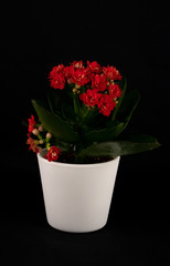 Red Kalanchoe on a black background