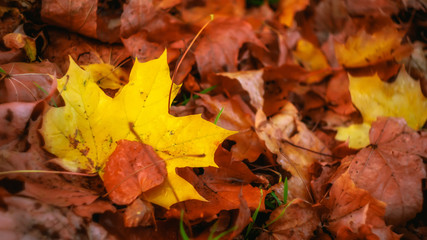 autumn leaves yellow maple leaf red fallen foliage