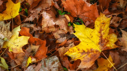 autumn leaves yellow maple leaf red fallen foliage