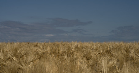 Heads of a crop in blurred background of the huge field. Early morning with low sun that casts golden light over the field in wind. Summer in Estonia, Europe.