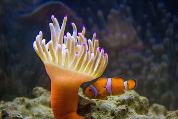 Naklejka na ściany i meble tropical fish in coral reef