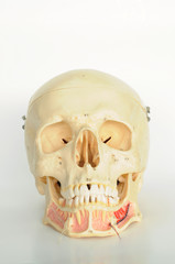 anatomy of human skull model