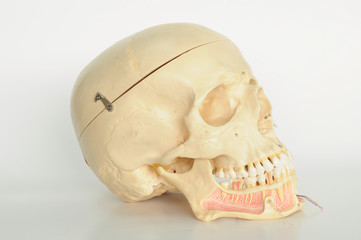 Fototapeta premium anatomy of human skull model